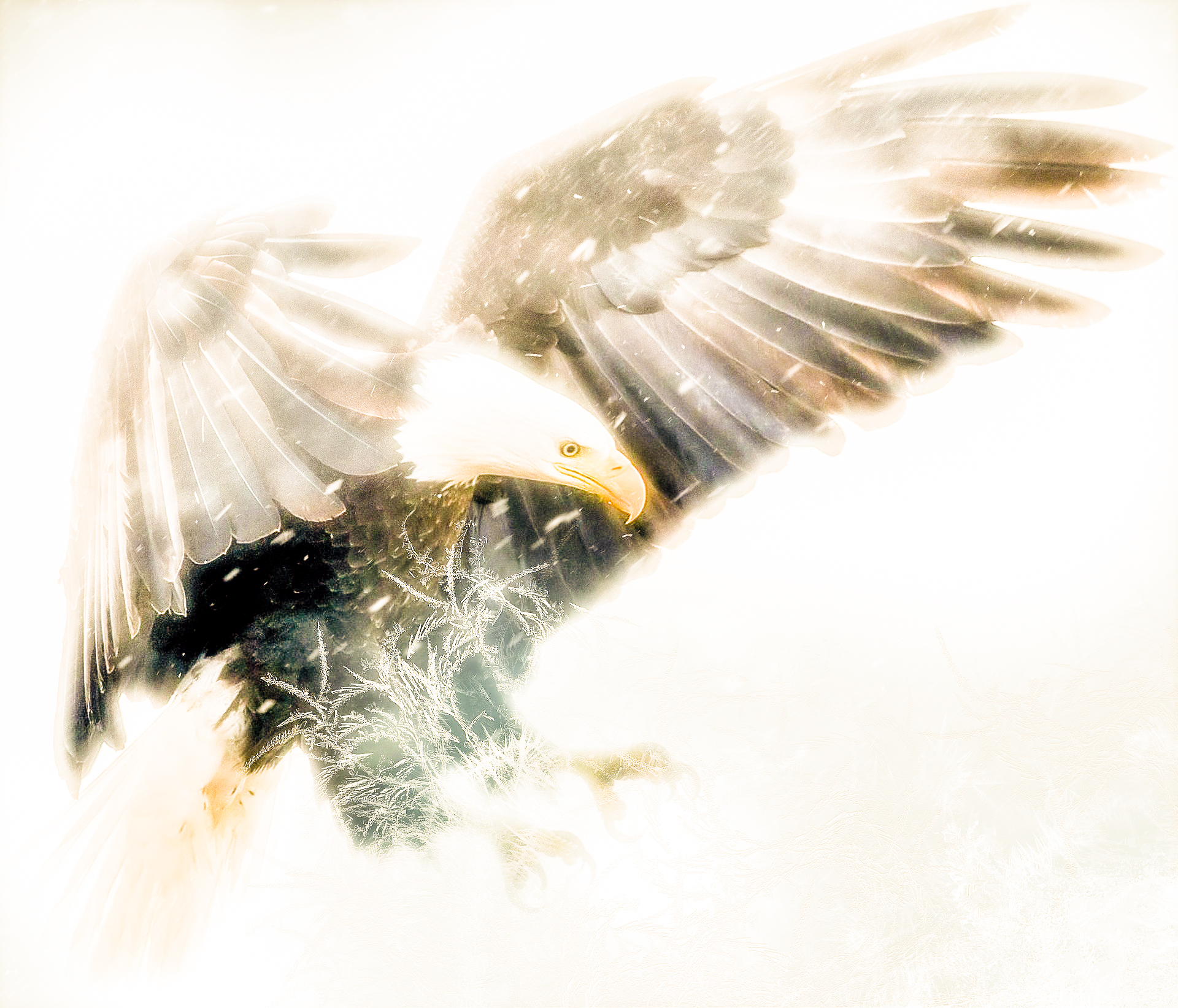 Águia - Das parábolas que lambiam o sol